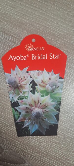 Serruria Ayoba Bridal Star 15cm Pot