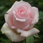 Bride’s Dream Hybrid Tea Rose 5lt