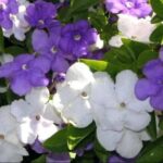Brunfelsia Floribunda 128 Plug Tray