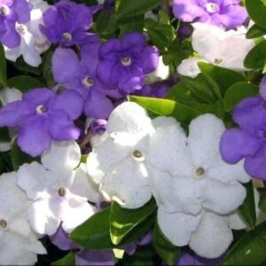 Brunfelsia Floribunda 128 Plug Tray