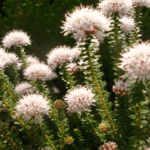 Buchu Plants for sale at clicknplant nursery