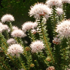 Buchu Plants for sale at clicknplant nursery