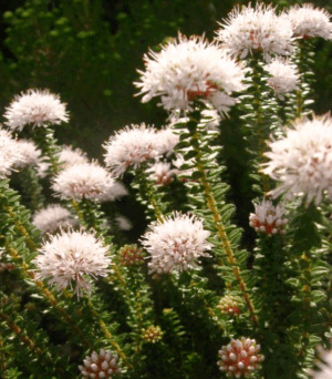 Buchu Plants for sale at clicknplant nursery