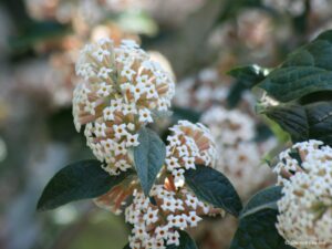 Buddleja Auriculata 128 Plug Tray