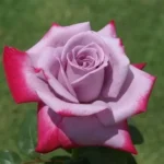 Burning Sky Hybrid Tea Rose 5lt