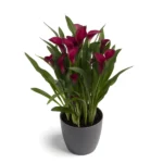 Zantedeschia Callafornia Red Bulbs