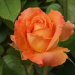 Caribbean Hybrid Tea Rose 5lt