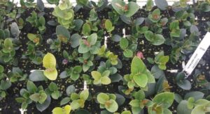 Carissa Green Carpet 128 Plug Tray