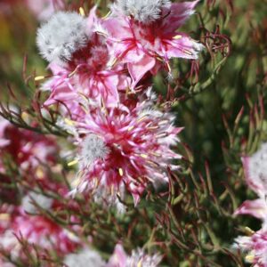 Carmen.jpg Serruria Carmen 15cm Pot