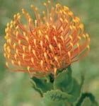 Carnival Coast Leucospermum (pincushion) 15cm Pot