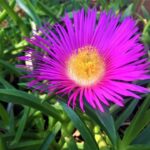 Carpobrotus Muirii 6 Pack