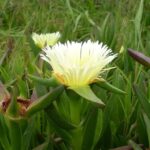 Carpobrotus Edulis 4lt
