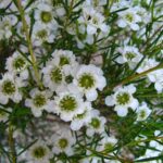Geraldton Wax 'Marlene' 15cm Pot
