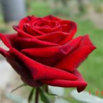 Charles Mallerin Hybrid Tea Rose 5lt