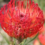 Cherry Spice Leucospermum (pincushion) 15cm Pot