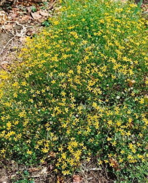 Cineraria Saxifraga 6 Pack