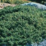 Cliffortia Sandy Bay 6 Pack