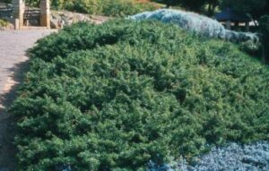 Cliffortia Sandy Bay 6 Pack