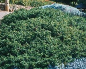 Cliffortia Sandy Bay 6 Pack