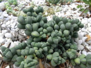 Corpuscularia Lehmanii 6 Pack
