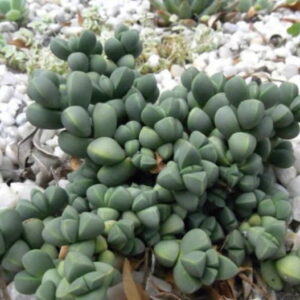 Corpuscularia Lehmanii 6 Pack