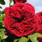 Count Dracula Climbing Rose 5lt