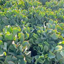 Crassula Curly Grey 128 Plug Tray