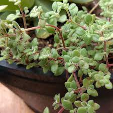 Crassula Fragilis 6 Pack