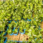 Crassula Multicava 6 Pack