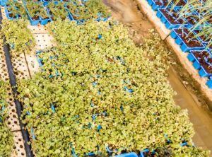 Crassula Marginalis 6 Pack