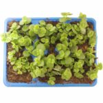 Crassula Pellucida Marginalis 6 Pack