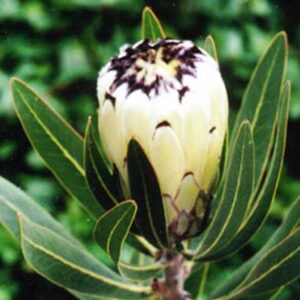 Protea 'Cream Mink' 32cm Pot