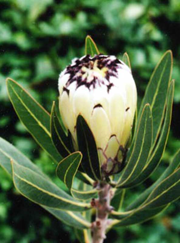Protea 'Cream Mink' 22cm Pot