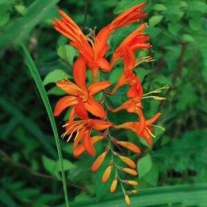 Crocosmia Jupiter - Orange Bulbs