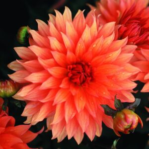 Dahlia Border - "Autumn Fairy" Bulbs