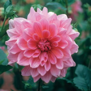 Dahlia Border - "Bluesette" Bulbs