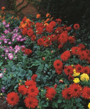 Dahlia-Border-Graz.jpeg Dahlia Border - "Graz" Bulbs