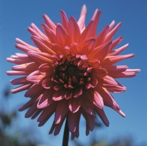 Dahlia Cactus - "Anderson" Bulbs