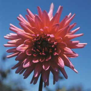 Dahlia-Cactus-Anderson.jpg Dahlia Cactus - "Anderson" Bulbs