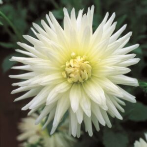 Dahlia-Cactus-Anja-G.J.jpg Dahlia Cactus - "Anja G.J." Bulbs