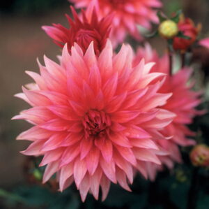 Dahlia Cactus - "Belmonte" Bulbs