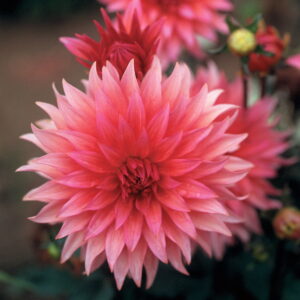 Dahlia-Cactus-Belmonte.jpg Dahlia Cactus - "Belmonte" Bulbs