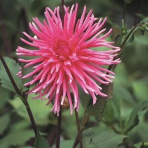 Dahlia-Cactus-Caroussel.jpg Dahlia Cactus - "Caroussel" Bulbs
