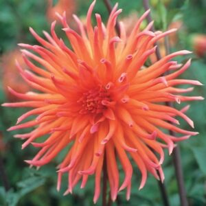 Dahlia-Cactus-Colour-Spectacle.jpg Dahlia Cactus - "Colour Spectacle" Bulbs
