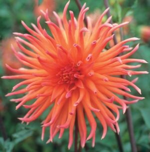 Dahlia Cactus - "Colour Spectacle" Bulbs