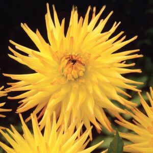 Dahlia-Cactus-Einzi.jpg Dahlia Cactus - "Einzi" Bulbs