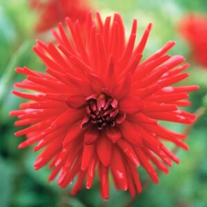 Dahlia-Cactus-Forrestal.jpg Dahlia Cactus - "Forrestal" Bulbs