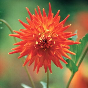 Dahlia-Cactus-Golden-Heart.jpg Dahlia Cactus - "Golden Heart" Bulbs