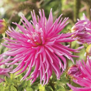 Dahlia-Cactus-Good-Earth.jpg Dahlia Cactus - "Good Earth" Bulbs
