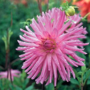 Dahlia-Cactus-Lilac-Veil.jpg Dahlia Cactus - "Lilac Veil" Bulbs